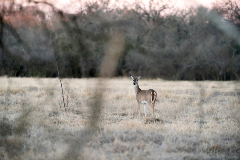 A white tail deer stands in a pasture in winter.
