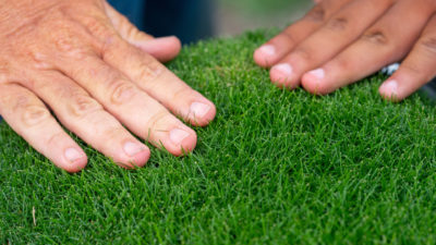 two hands on green turfgrass