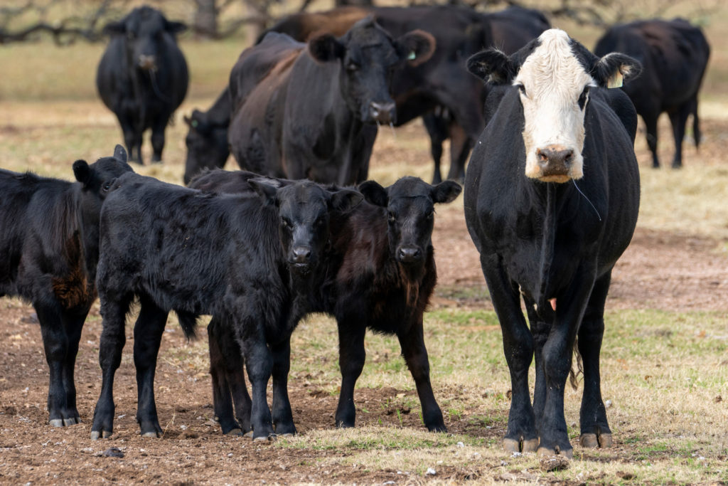 three young black calves stand with a white-faced cow in a barren pasture with the rest of the herd behind it