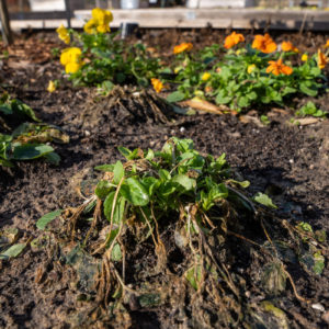 January gardening guide: Cold weather recovery and more