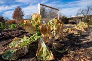 Brussels sprouts show brown freeze damage. 