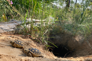 Two gopher tortoise hatchlings crawl outside of a burrow.