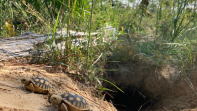 Two gopher tortoise hatchlings crawl outside of a burrow.