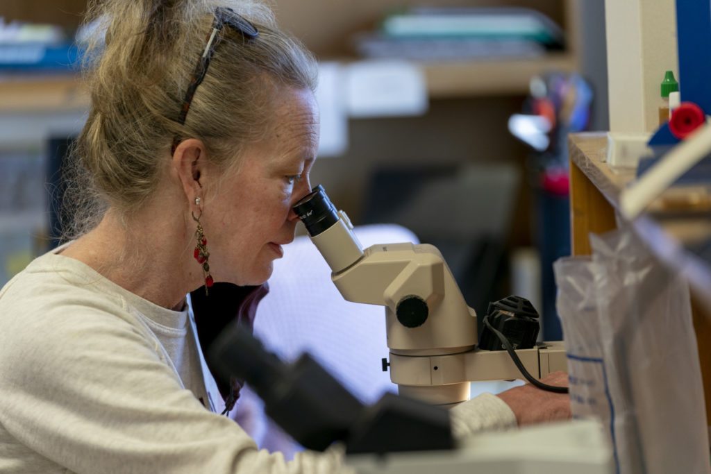 Sheila McBride looking through a microscope.