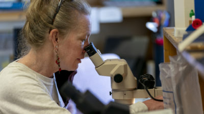 Sheila McBride looking through a microscope.
