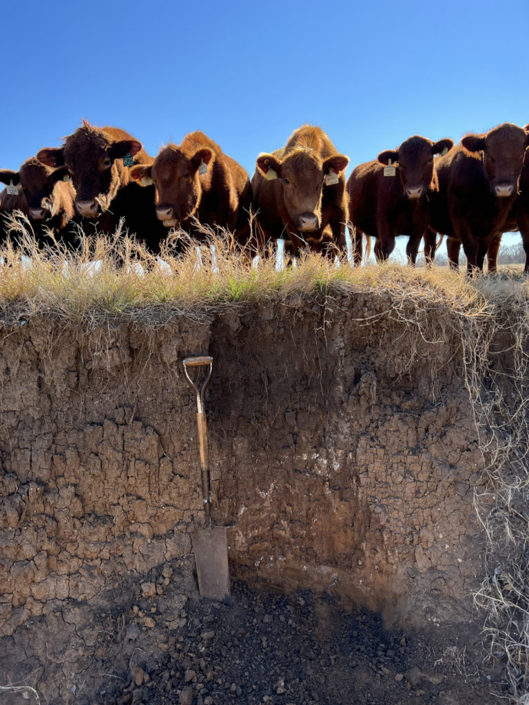 Layers of soil can be seen in a ditch with a spade in it and cows peering over the edge