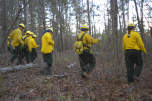 Texas A&M Forest Service Personnel walk in a straight line looking for debris.