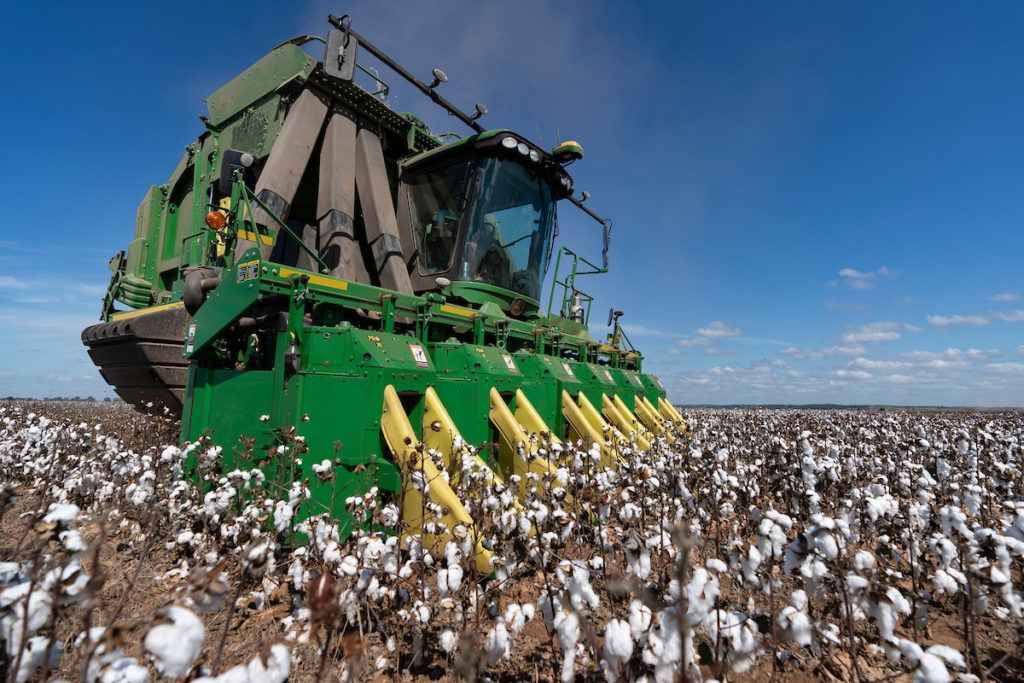 A large green cotton harvester machine in a cotton field with open bills against a blue sky.