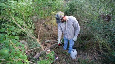 A man in a ball cap sprays the base of a stump with an herbicide in a container with a pump.