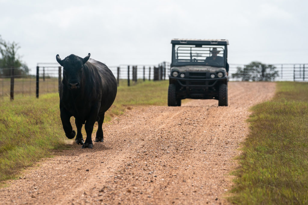 a single cow runs down a dirt road with a man in a Ranger following behind. These animals will need vet-led antibiotic prescriptions soon. 