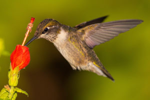 A hummingbird feeding from a flower. 