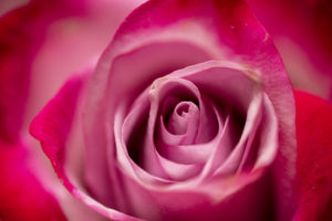 Up close image of a pink rose.