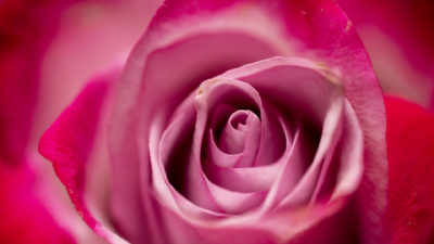 Up close image of a pink rose.