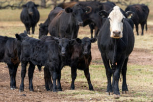 Three Black Angus calves huddle near a white-faced cow. 