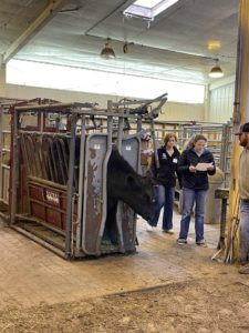 Two students on the academic quadrathlon team stand beside a calf in a cattle chute as they demonstrate their live animal handling skills
