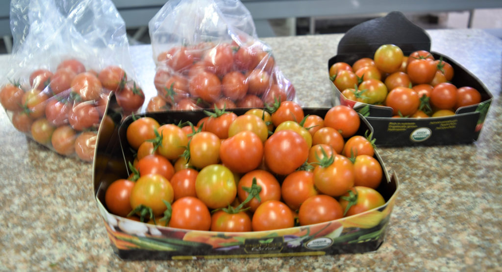 Boxes full of tomatoes in various stages of ripening sit on a counter in Qatar