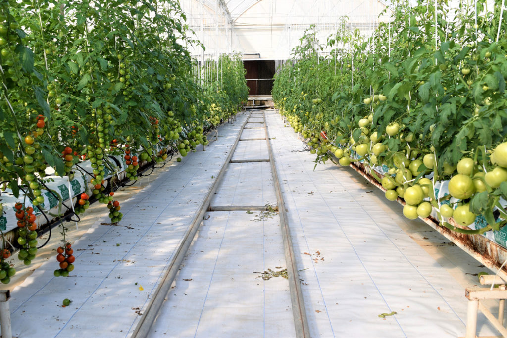 A track runs through the middle of organic tomato plants growing in a large greenhouse in Qatar