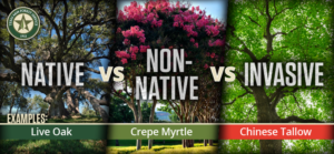 a graphic with three types of trees with the words Native vs Non-Native vs Invasive on it.