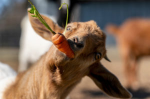A goat eating a carrot. 