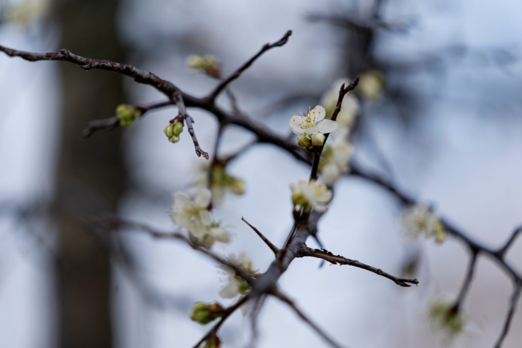 White blooms on a Mexican plum tree at The Gardens at Texas A&M>