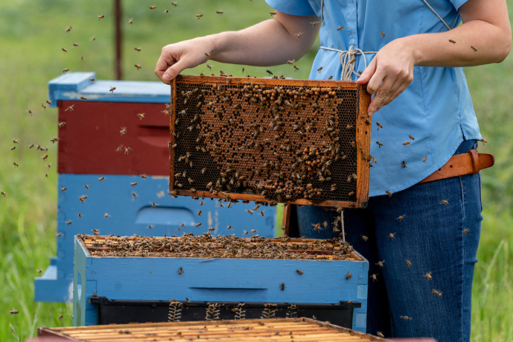 A pair of hands holds a screen of honeybees from a blue hive box.