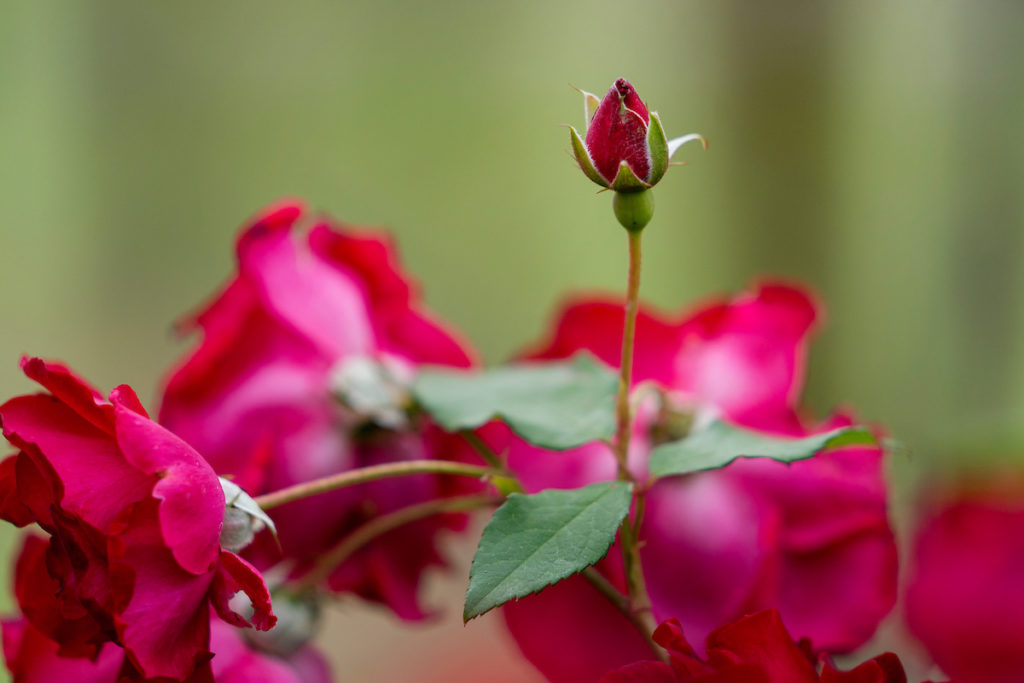 Red roses in bloom at The Gardens at Texas A&M. A single bud opening stretches above the open blooms,