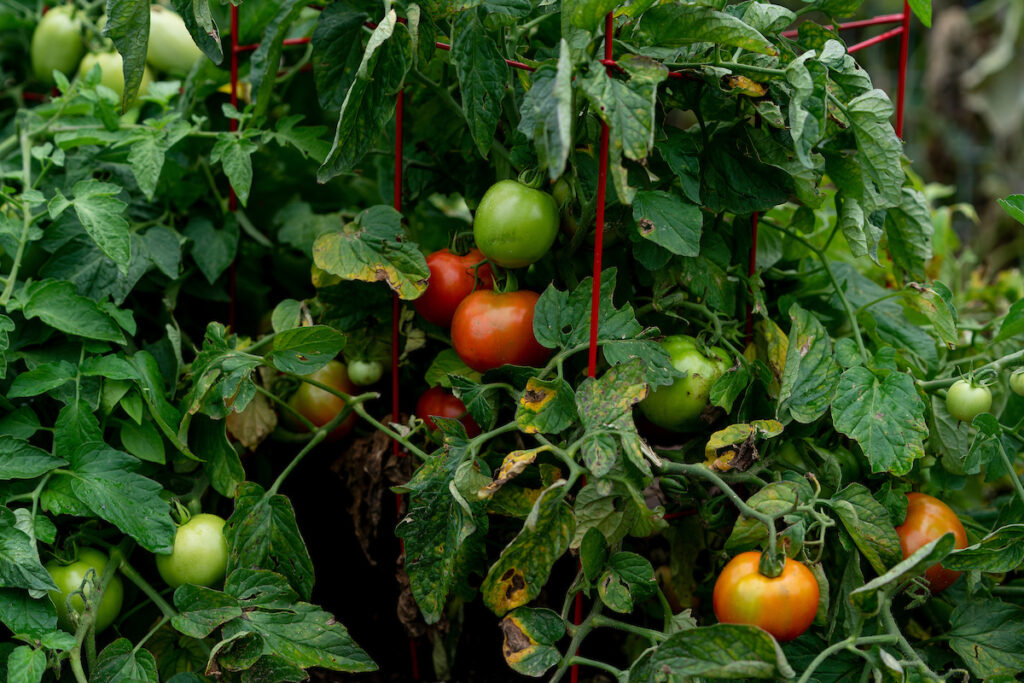 Tomatoes on the vine. The color varies from green to red in various stages of ripening. Tomatoes are among the plants gardeners should prepare for a late frost should one occur.