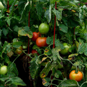 Improving tomato plants through companion planting 