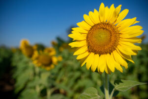 Up close photo of sunflower field in Burleson County (Laura McKenzie/Texas A&M AgriLife Marketing and Communications)