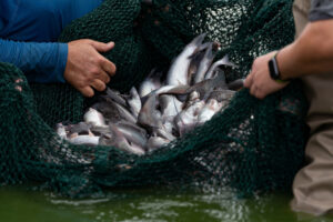 Estudiantes de pesca capturan bagre de canal con una red. 