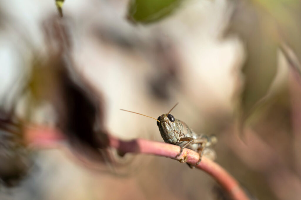 A grasshopper on the stem of a plant 