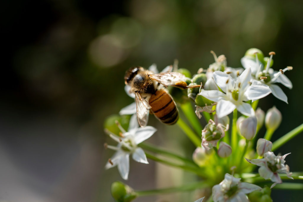 Una abeja se posa en una flor y ayuda a esparcir el polen.