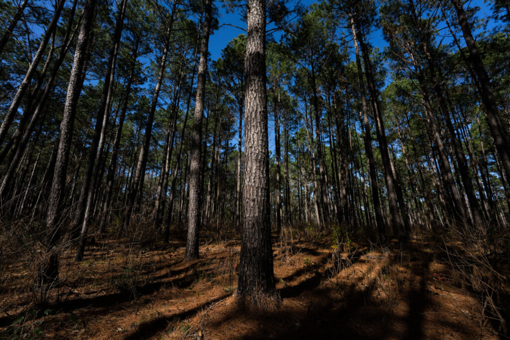 A grove of tall trees in Sam Houston Forest in Texas. 