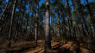 A grove of tall trees in Sam Houston Forest in Texas.