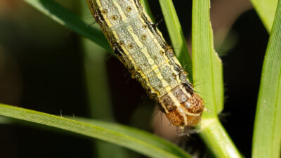 A close up of a green and yellow armyworm on a crop leaf. You can see from the head of the pest to mid-body.