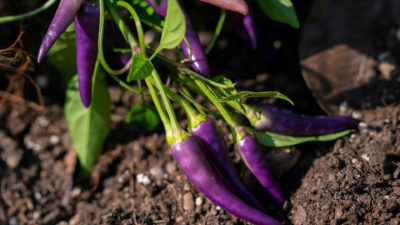 Purple ornamental peppers on the vine grow from dark soil at The Gardens at Texas A&M