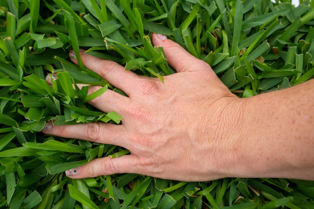 A hand pressing down on a lush turfgrass, a scene from Turf Field Day at the ScottsMiracle-Gro Facility for Lawn and Garden Research in College Station, Texas
