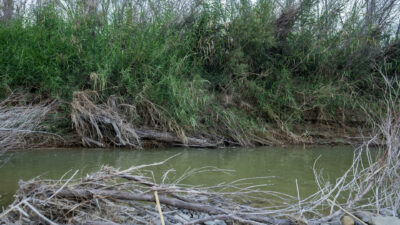 A green waterway In West Texas. The banks have many dead branches and twigs as well as live scrubby vegetation