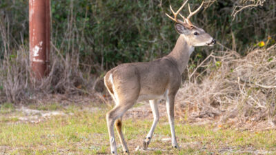 A whitetail deer buck looking to the right.