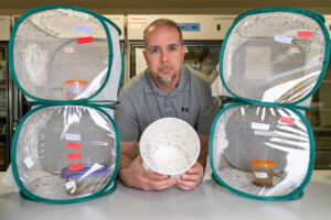 Dr. Kevin Myles in his lab with containers holding mosquitoes.