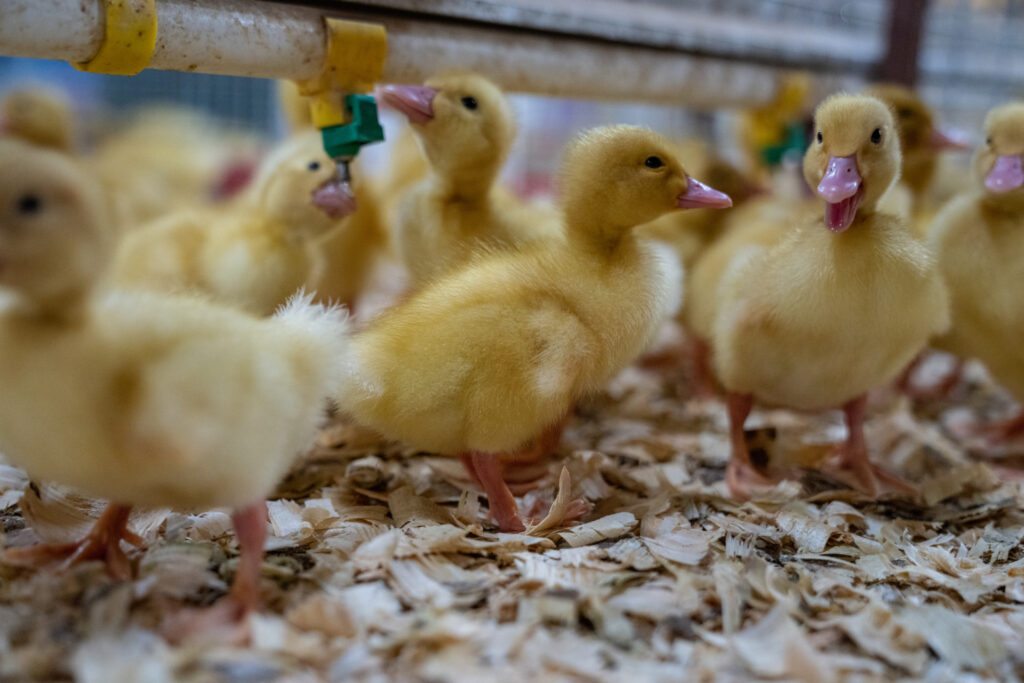 Yellow ducklings drink from water in a barn.