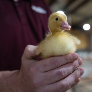 Poultry science professor finds niche in commercial duck research