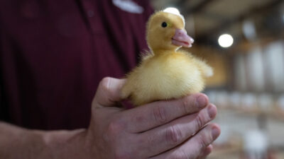 A yellow duckling being held in a hand.