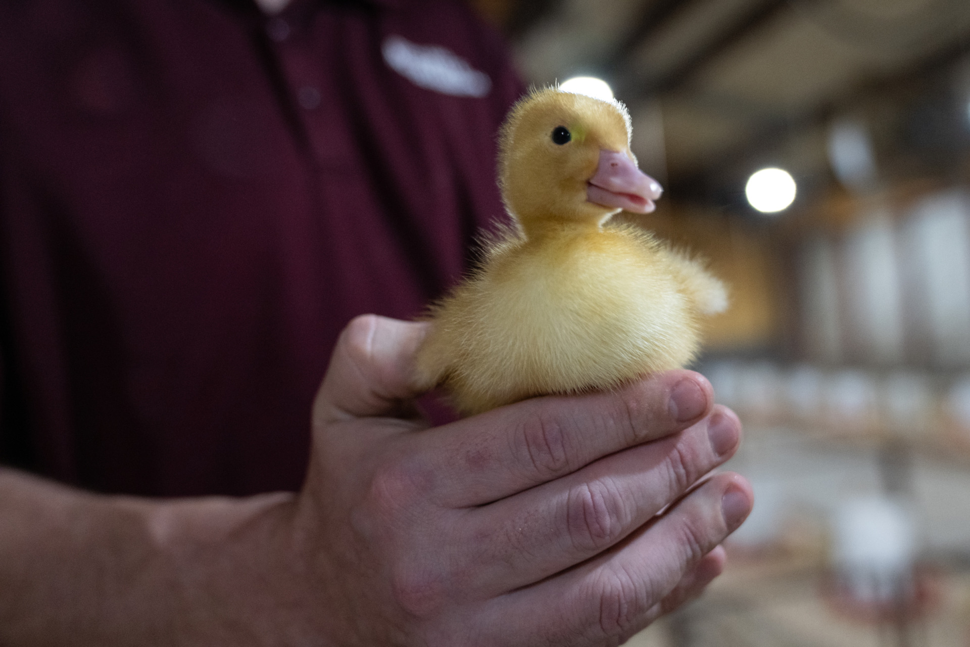 Poultry science professor finds niche in commercial duck research