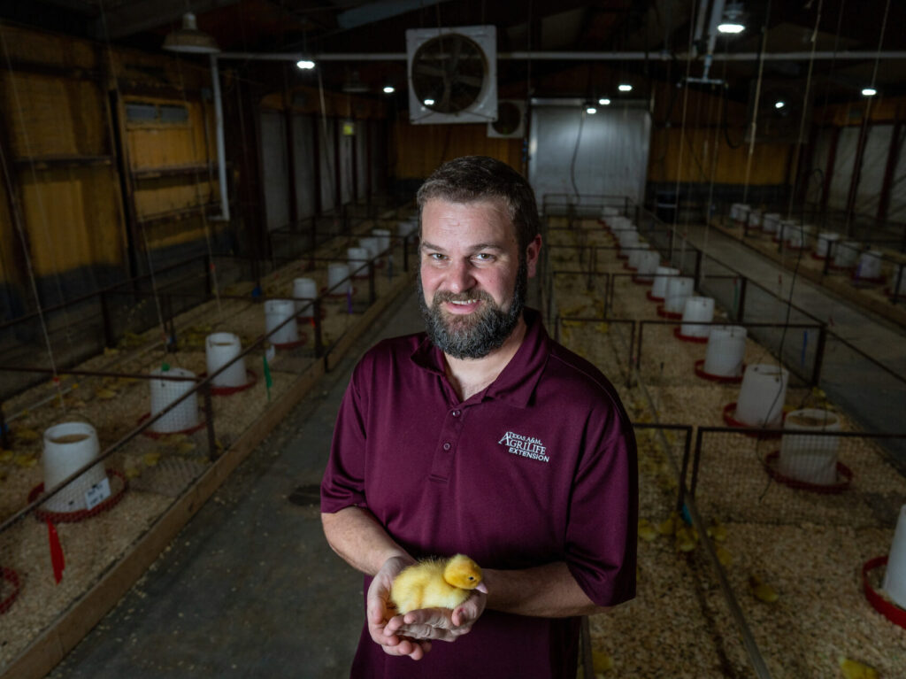 Greg Archer, Ph.D., stands in a a poultry barn full of baby ducks, holding a duckling.