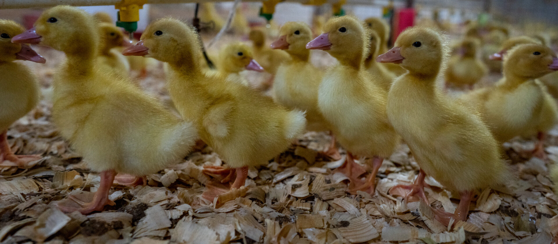 Yellow ducklings in a barn.