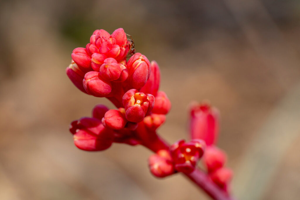 A closeup of a red yucca growing at The Gardens at Texas A&M