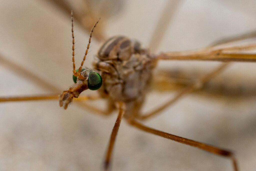 Up close view of crane fly, also known as a mosquito hawk.