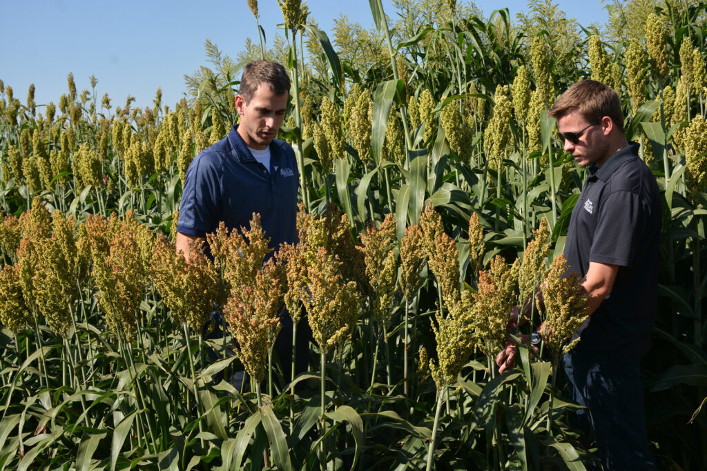 Two men stand in a sorghum variety trial with grain and forage sorghums