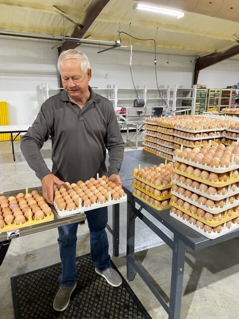 Gary Fuchs, presidente de Ideal Poultry, clasifica los huevos.